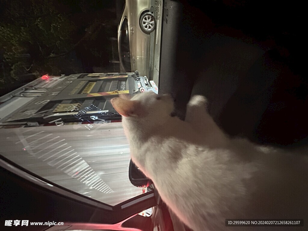 白猫