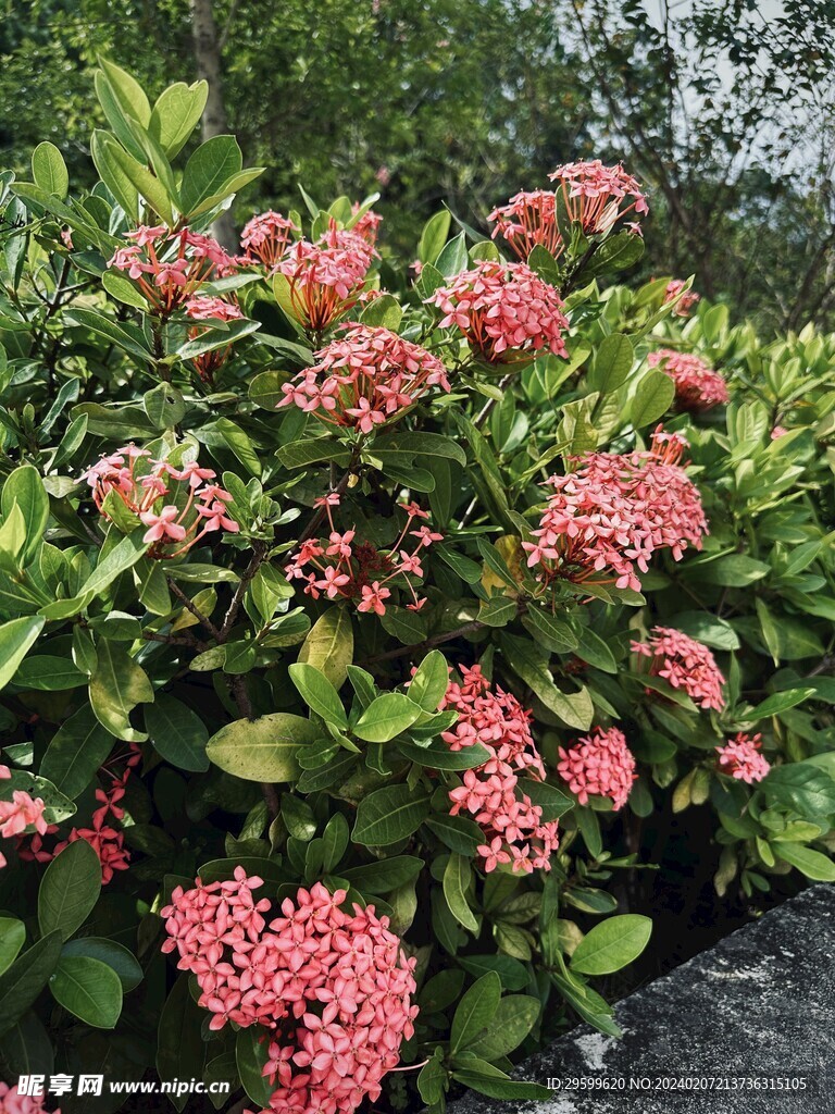 龙船花