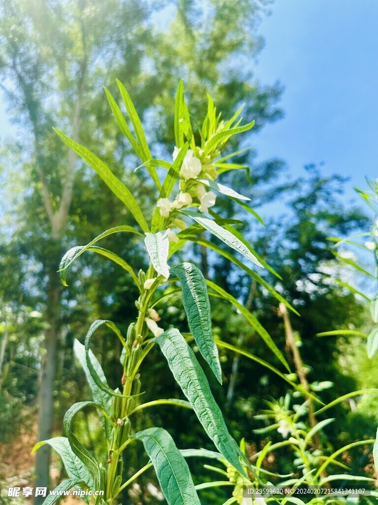 芝麻开花