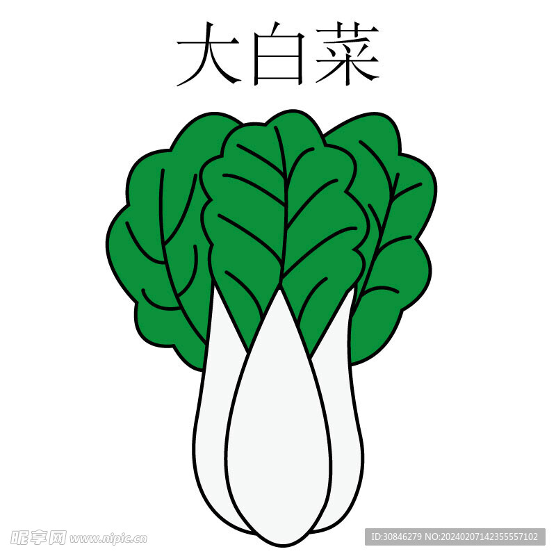 大白菜