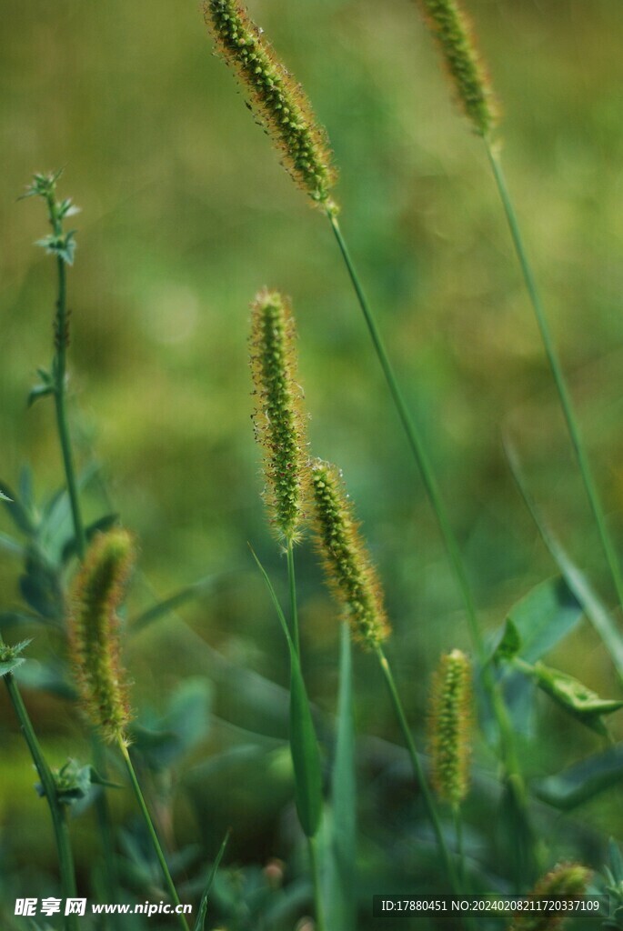 野草