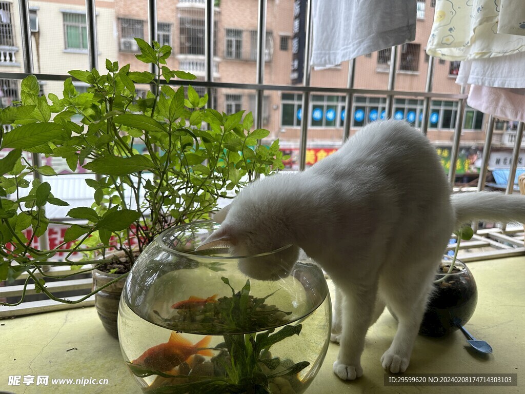 白猫