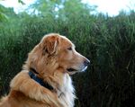 柯基犬