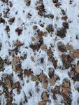 雪