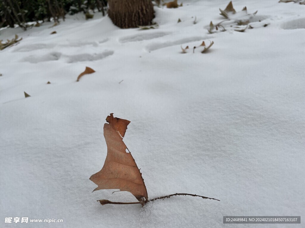 特写雪地落叶