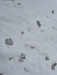 大雪落叶