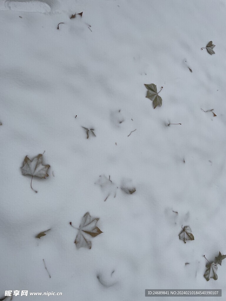 大雪落叶