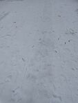 雪地