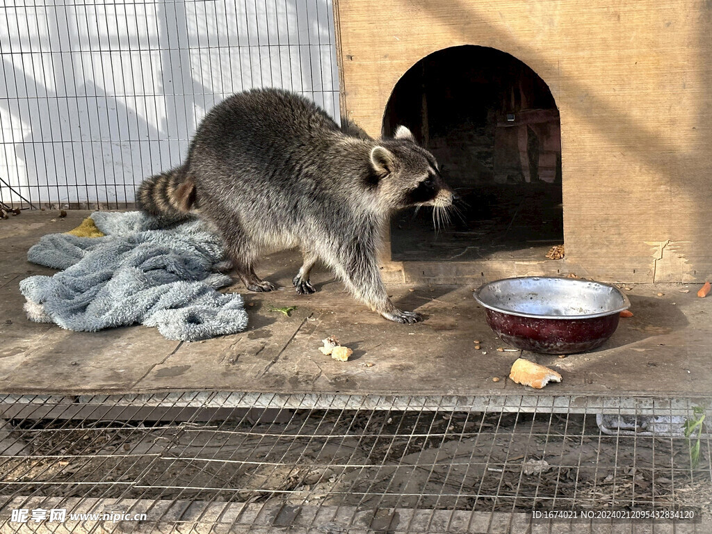 小浣熊