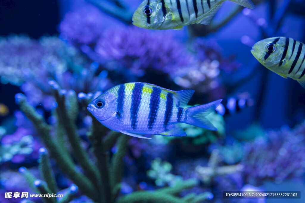 海底世界图片