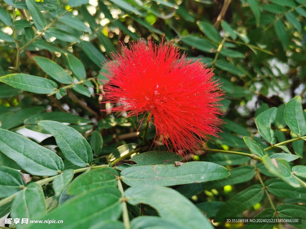 花卉绿植静物摄影