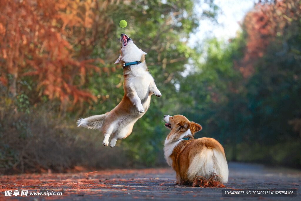 威尔士柯基犬