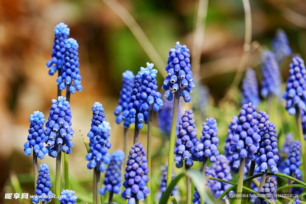 花朵风信子图片