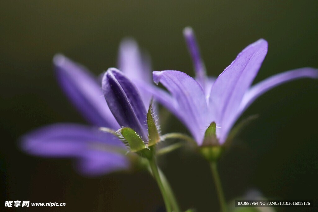 花朵风信子图片