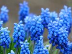  花朵风信子图片
