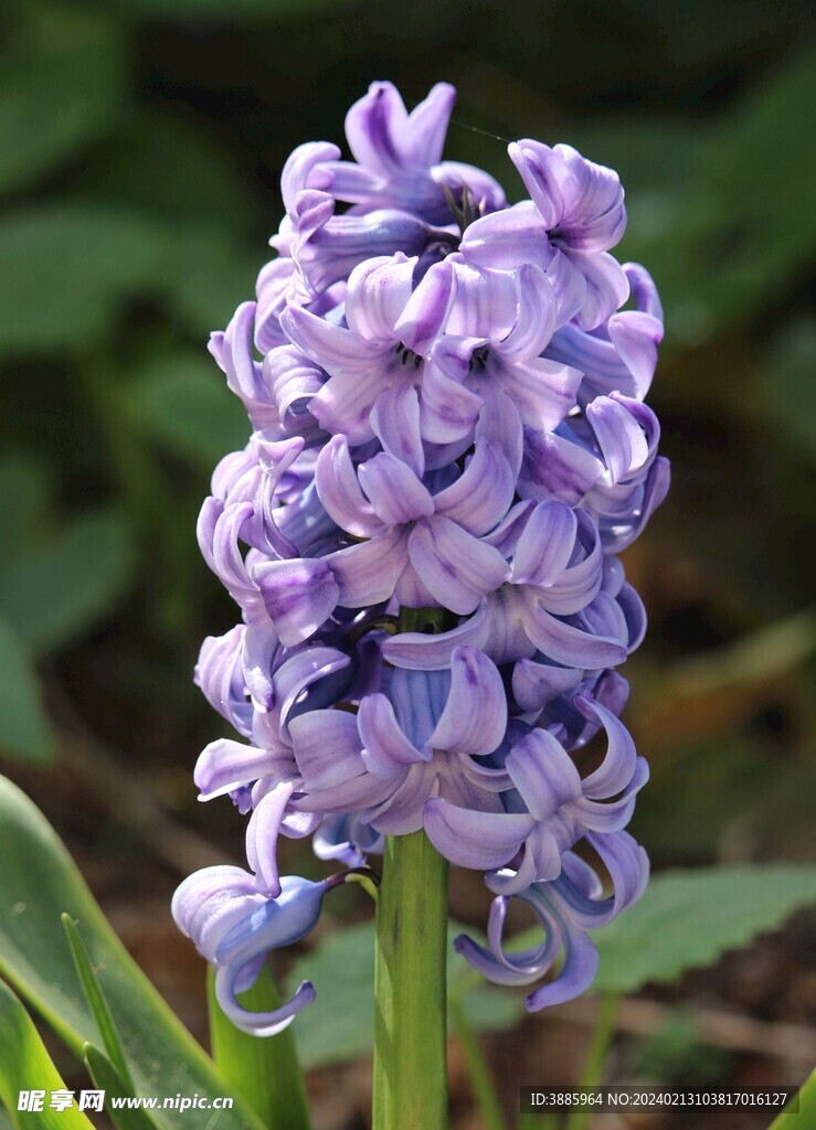 花朵风信子图片