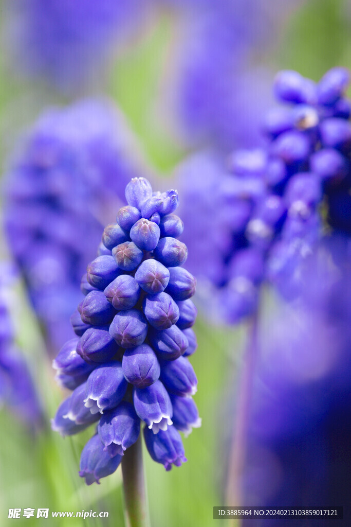 花朵风信子图片