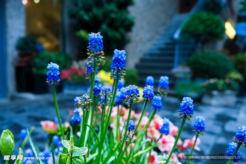 花朵风信子图片