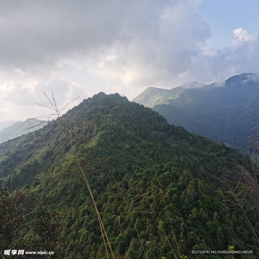 森林风景