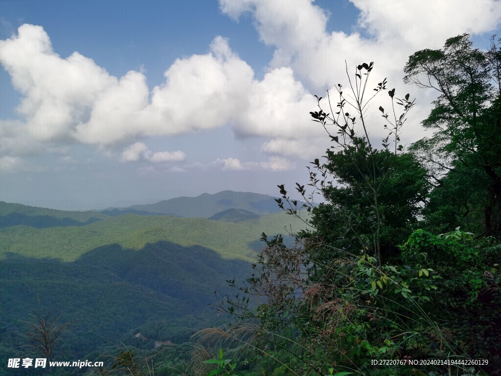 山地 森林