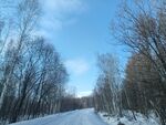 北方 冬天 雪景 树木