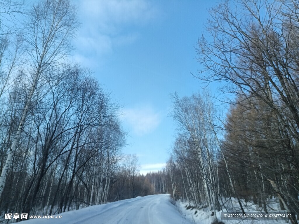 北方 冬天 雪景 树木