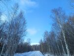 北方 冬天 雪景 树木