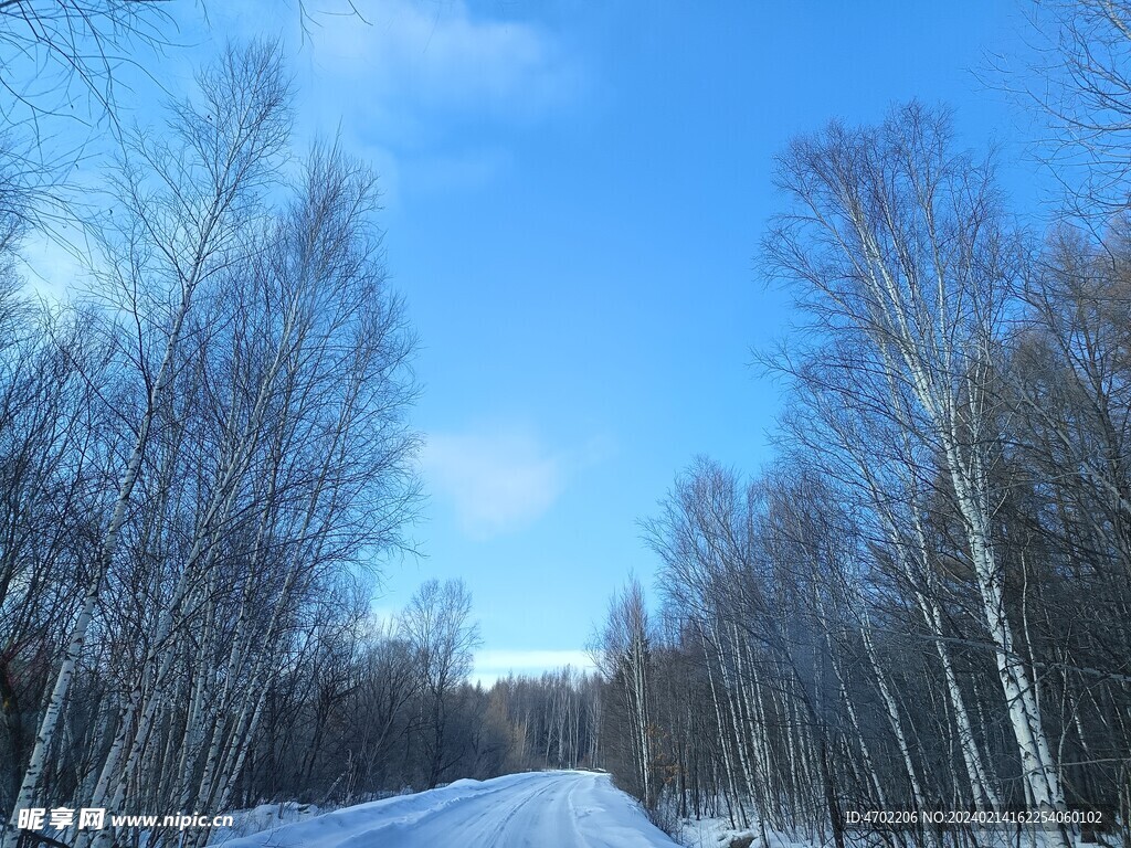 北方 冬天 雪景 树木