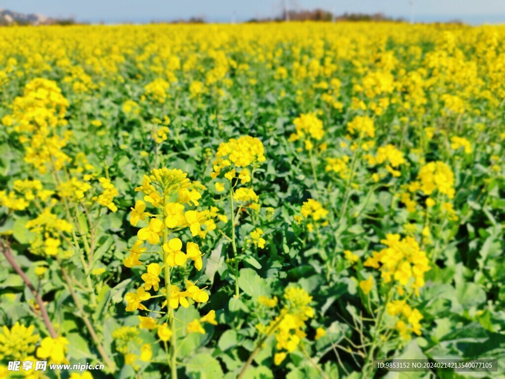 油菜花田