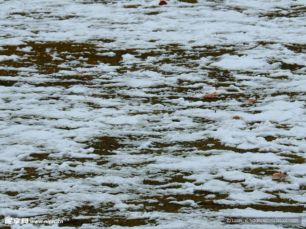 草坪雪地