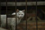 猫咪