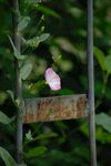 田旋花