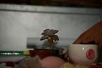 多肉植物