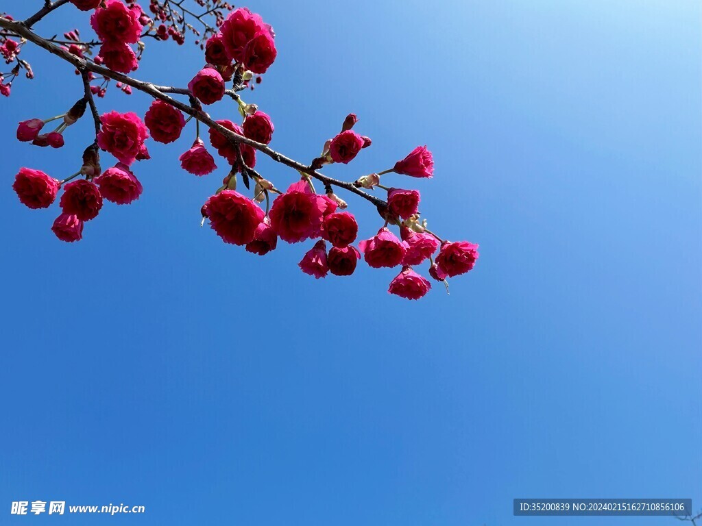 春暖花开