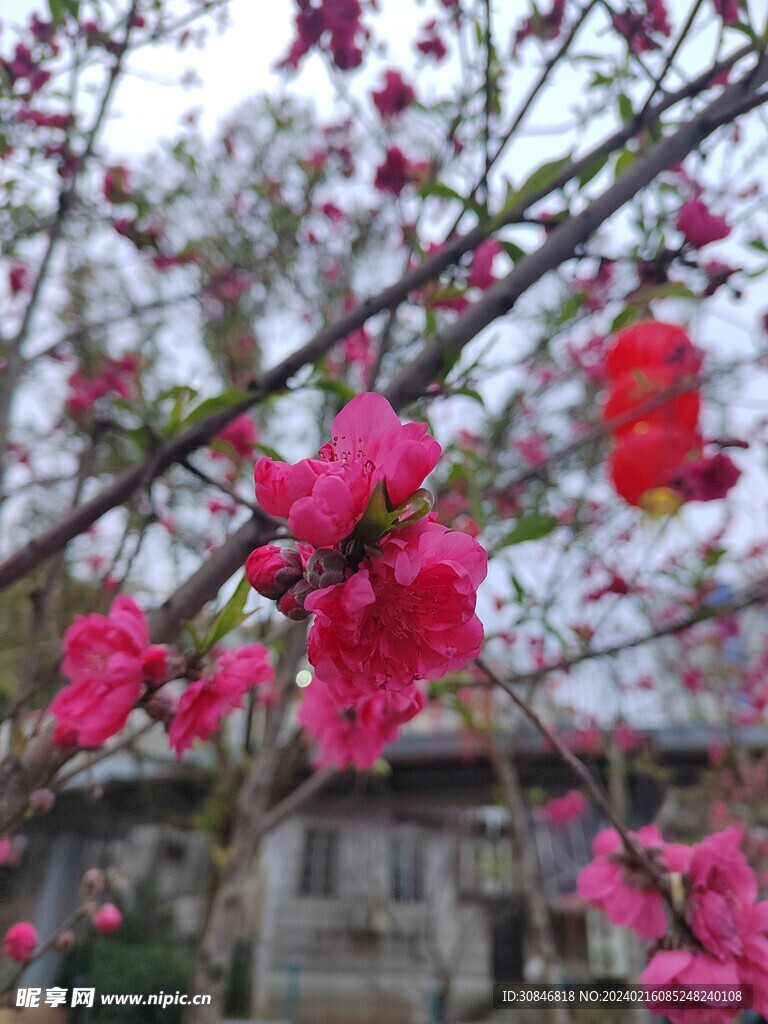 樱花