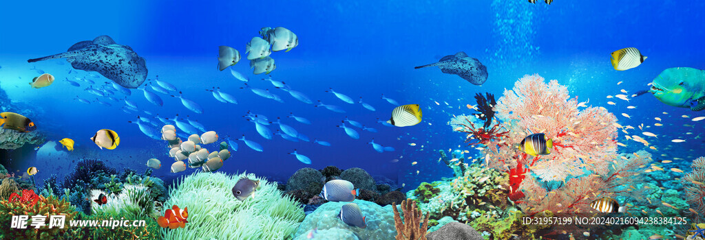 海洋世界海豚热带鱼珊瑚背景