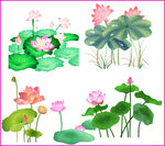 荷花荷叶