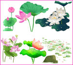 荷花荷叶