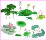 荷花荷叶