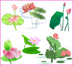 荷花荷叶