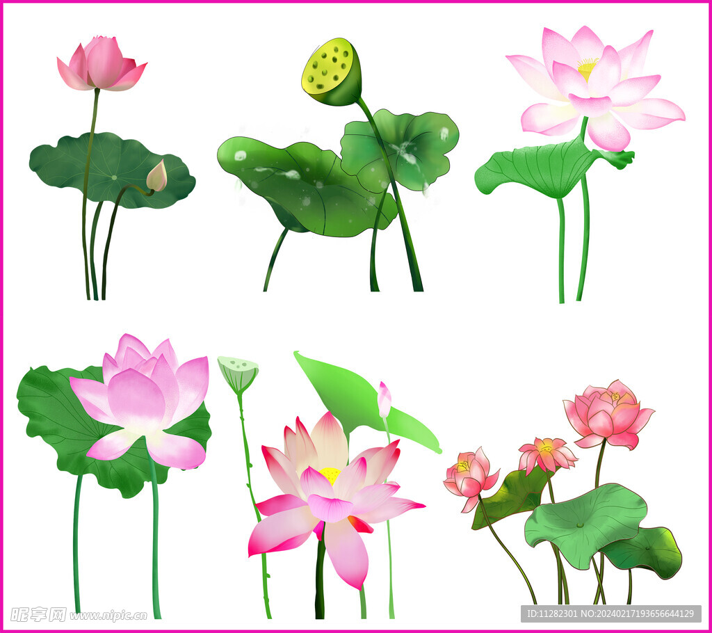 荷花荷叶