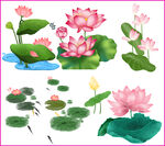 荷花荷叶