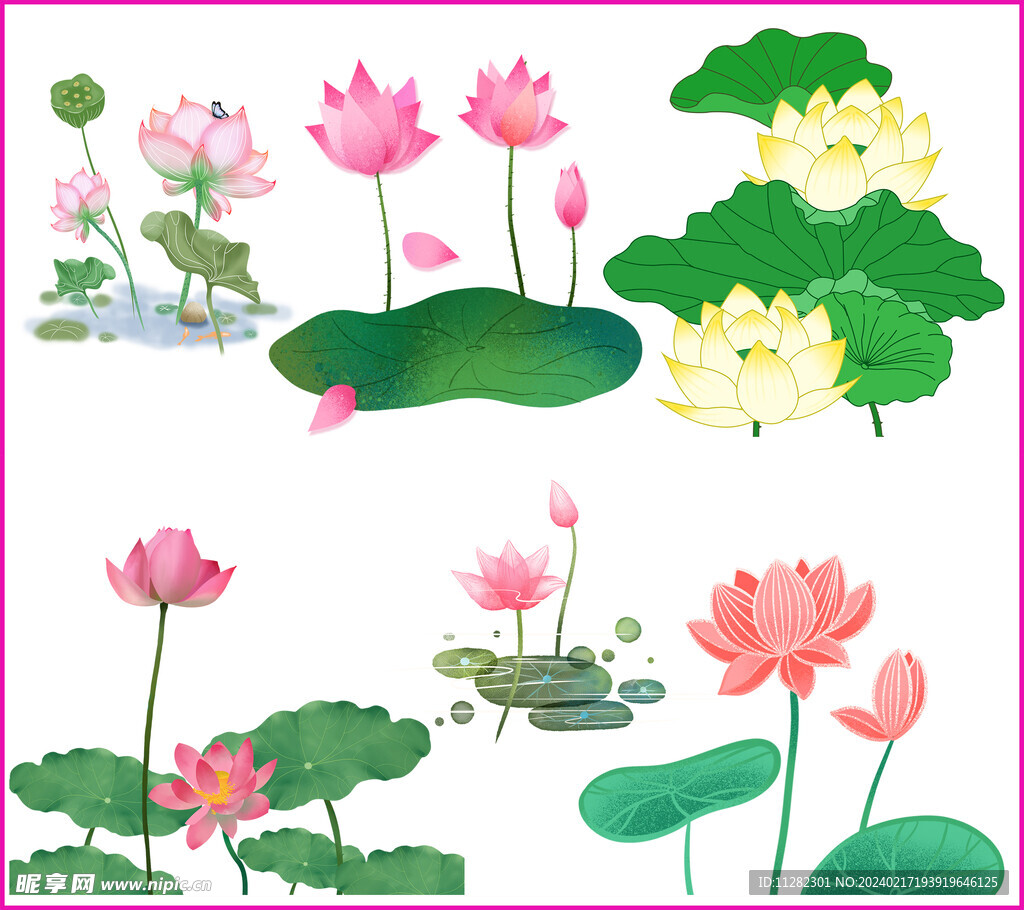 荷花荷叶