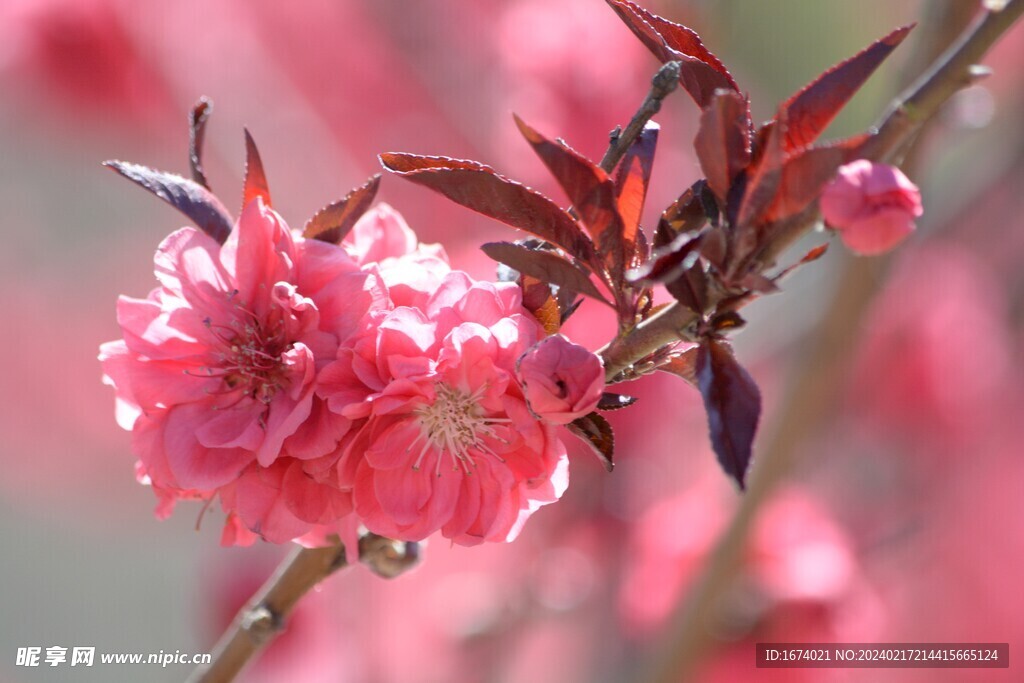 桃花