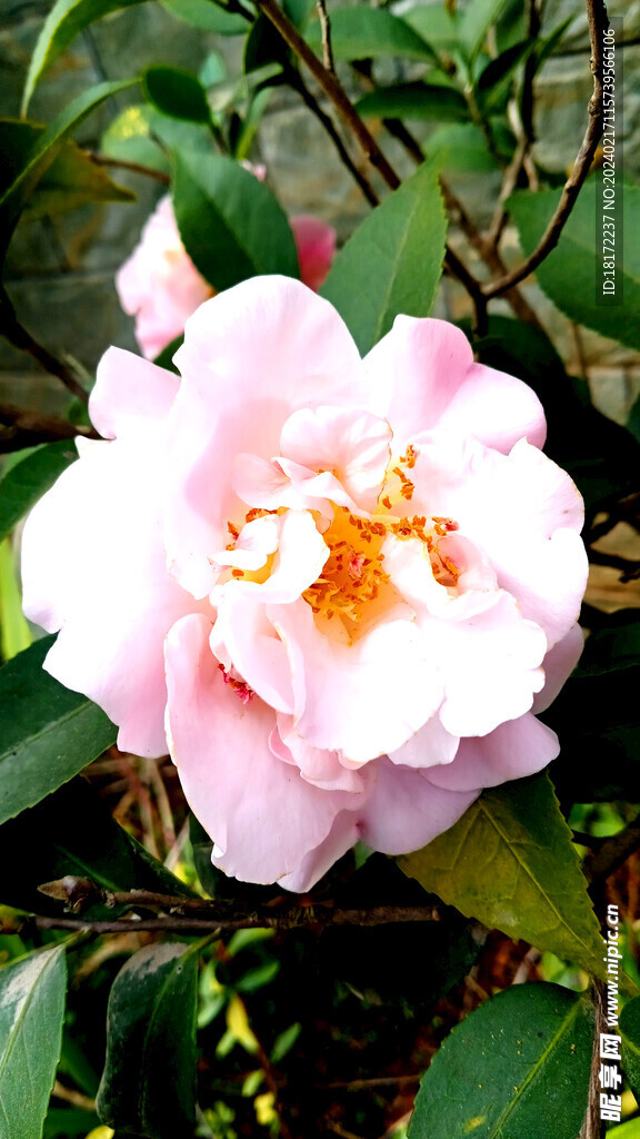 山茶花