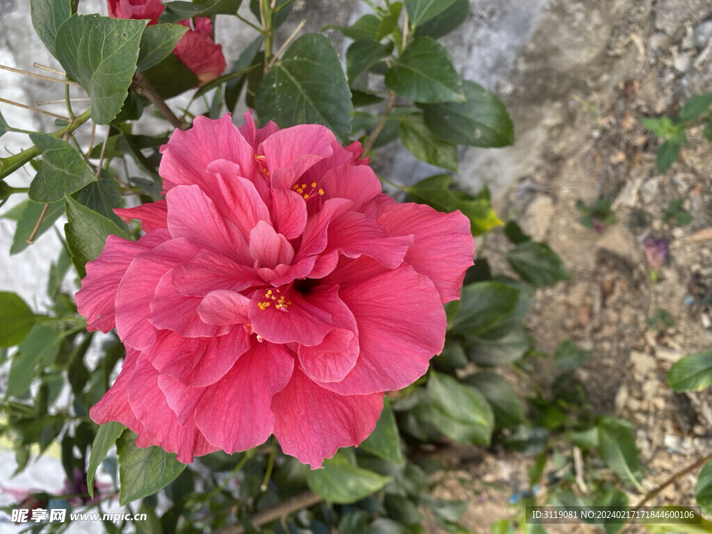 牡丹花实景拍摄