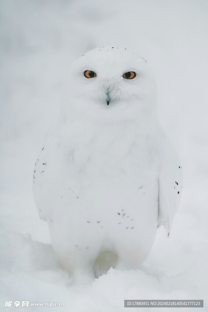 雪鸮