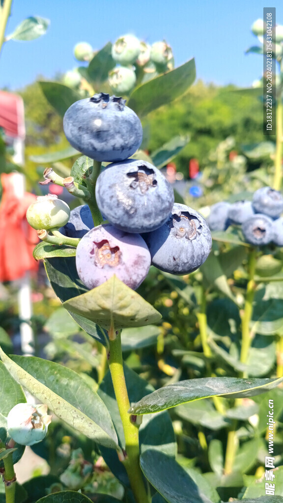 蓝莓