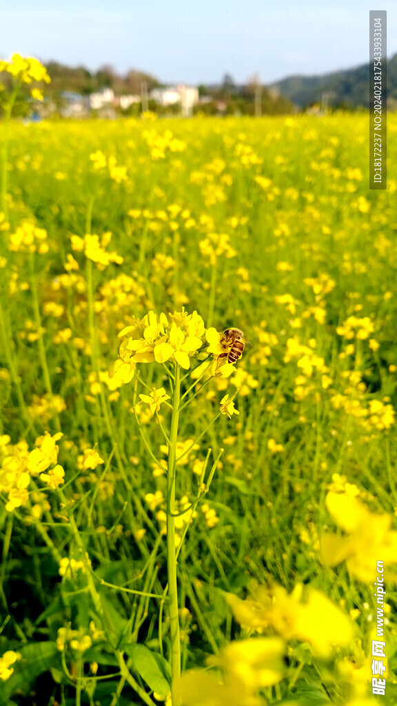 油菜花