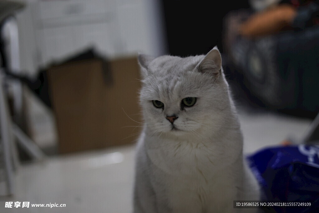 猫